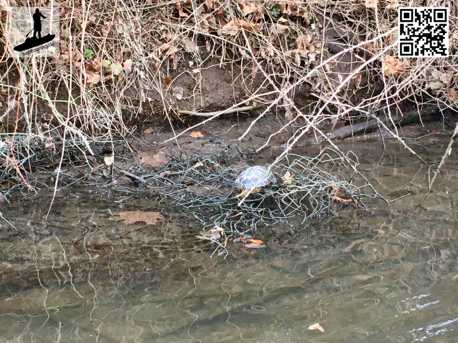 Schildkröte