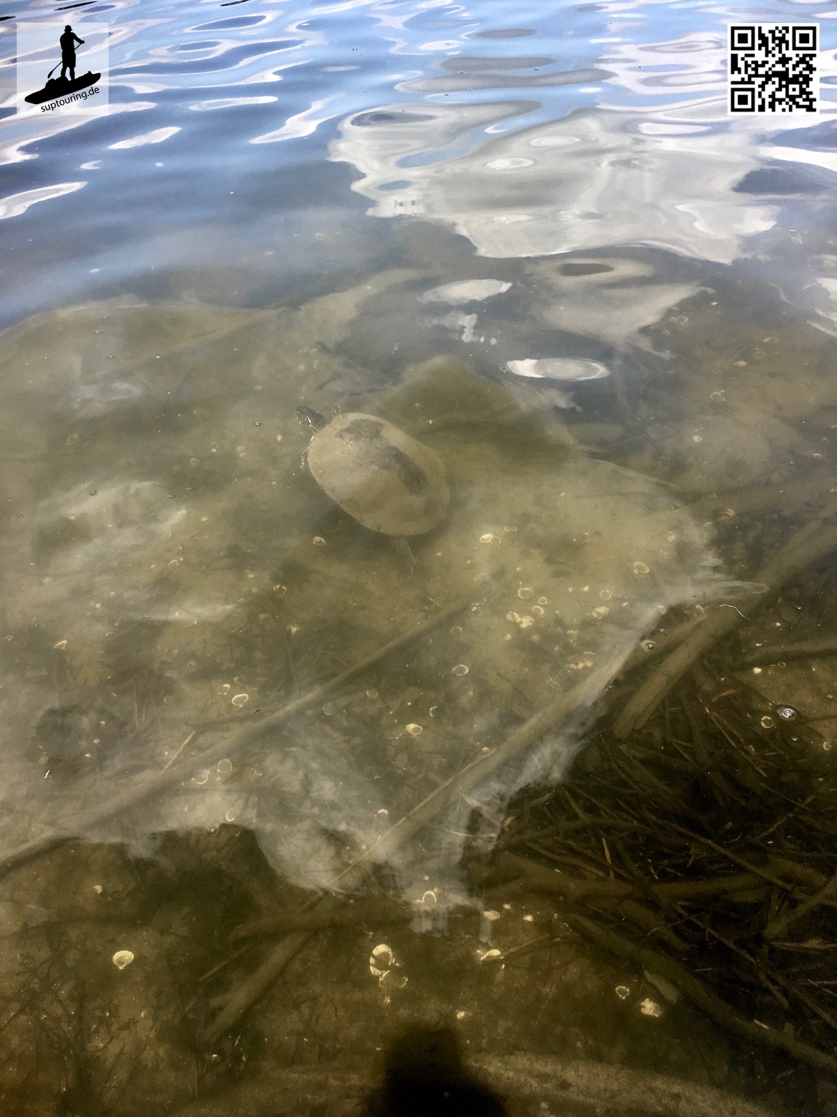 Im Lady Bird Lake gibt es viele Schildkröten