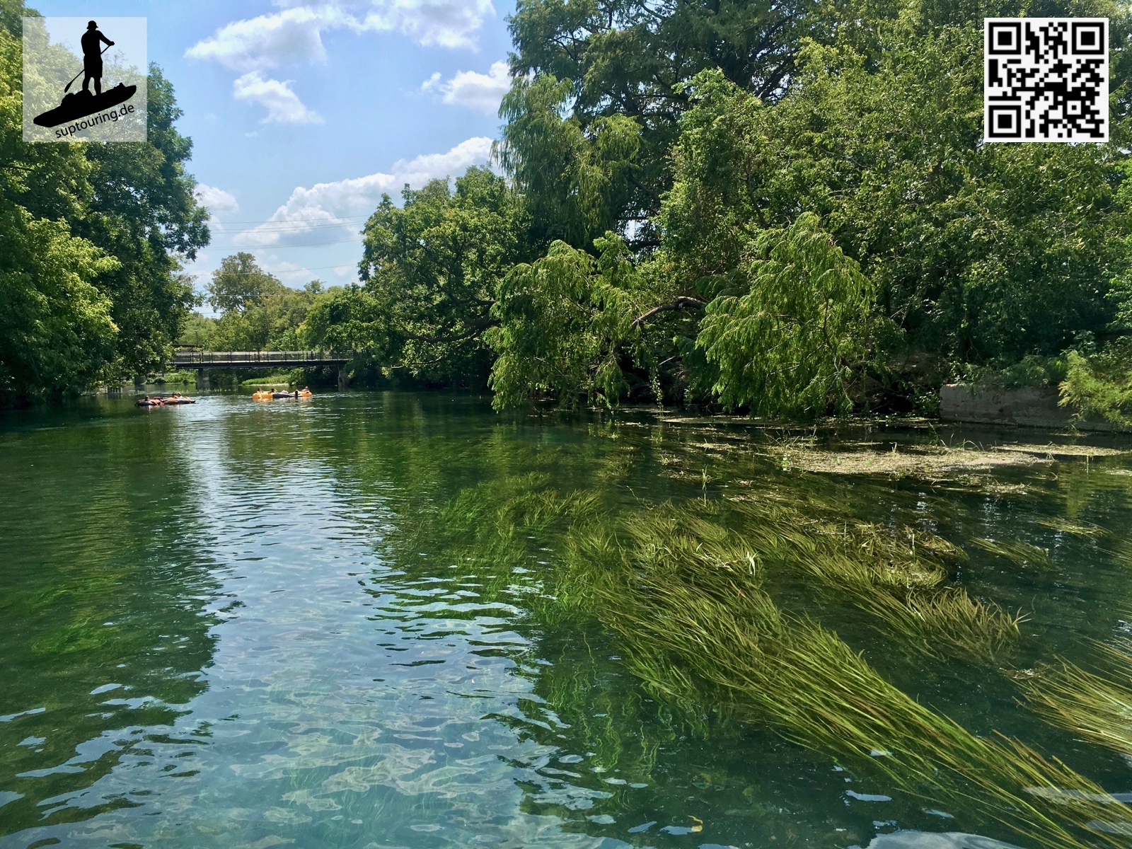 Im klaren Wasser sieht man die Vallisnerien gut