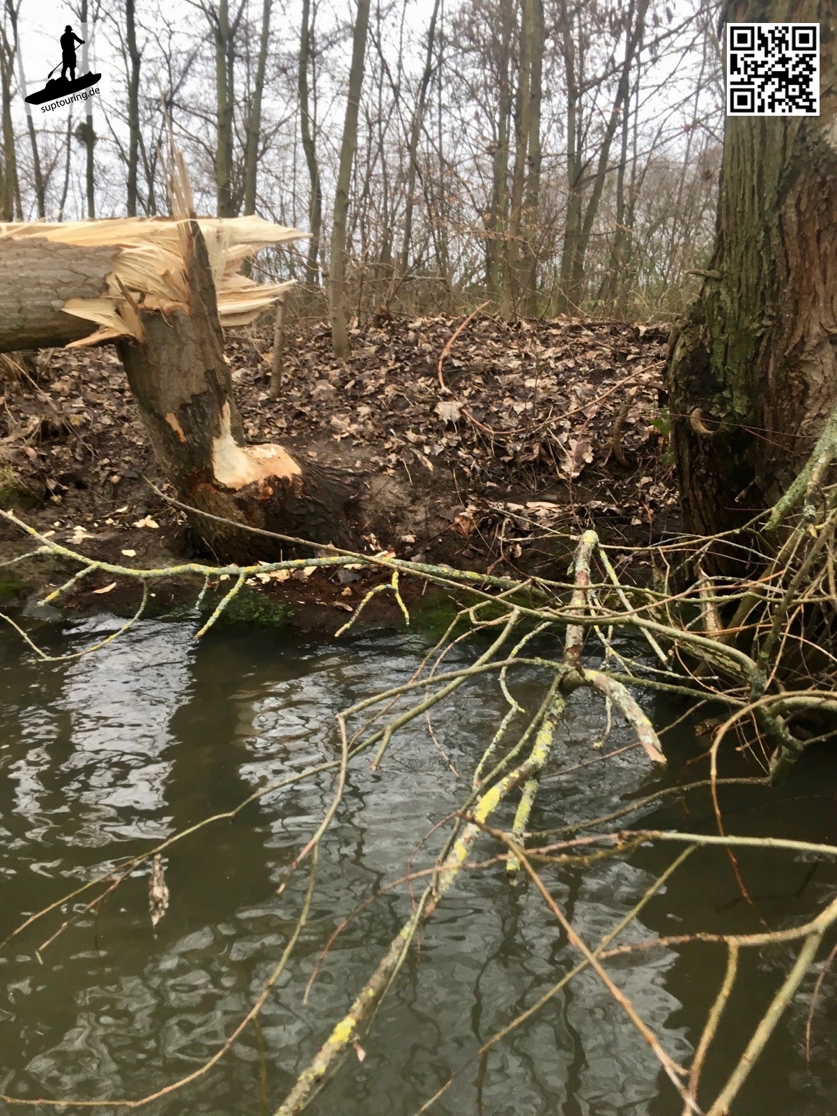 Von Bibern angefressener Baum