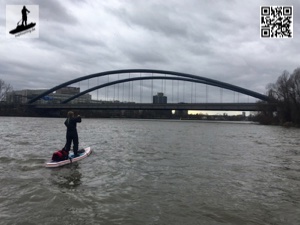 Biber auf dem Main